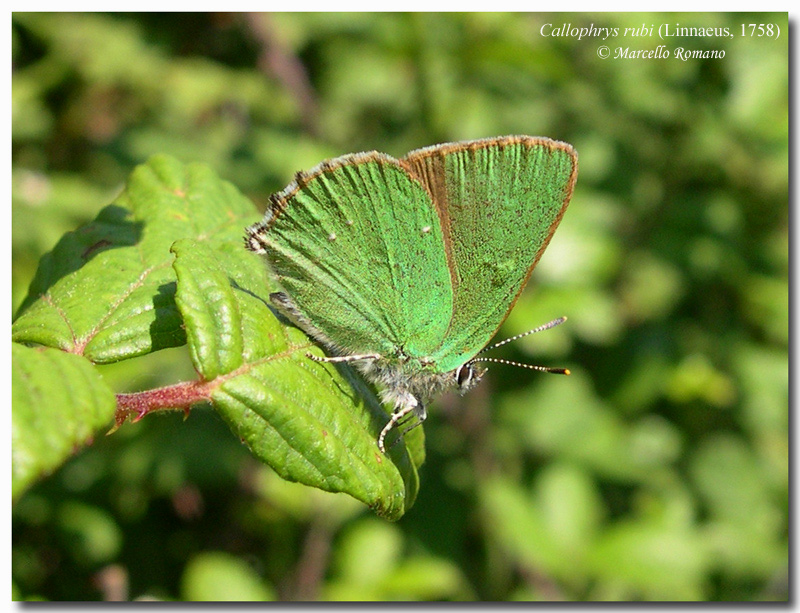 Callophrys rubi